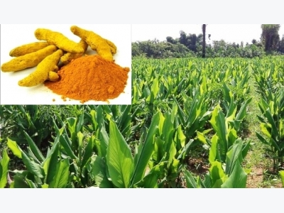 Turmeric Cultivation Information Guide