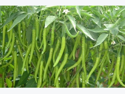 Chilli Cultivation Information Guide