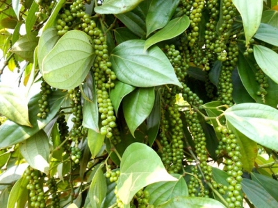 Pepper price hits seven-year low