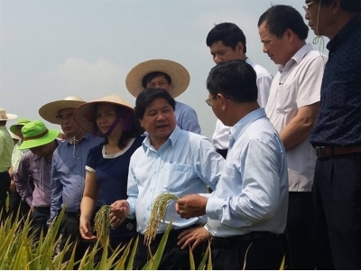 Khó có giống lúa kháng đạo ôn, bạc lá tốt nếu kỹ thuật thâm canh kém