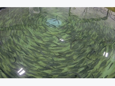 Salmon farmers limiting time at sea for biological risk mitigation