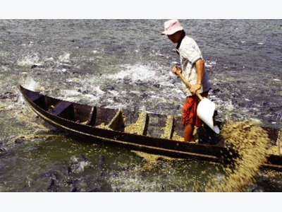 Cần Thơ: Hiệu quả nuôi cá tra của HTX Thắng Lợi