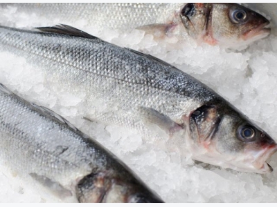 Multi-million euro project seeks to boost seabass, seabream markets