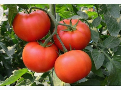 Growing Tomatoes Tips and Tricks