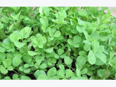 Fenugreek Cultivation Information Guide