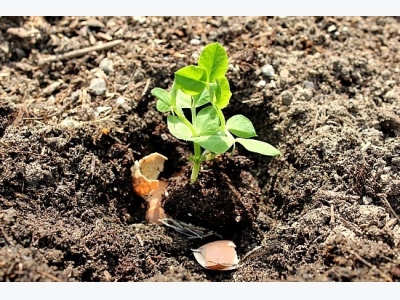 What To Do If You Do Not Happen In Time After Transplanting The Seedlings Outdoors!