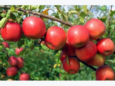 Apple Cultivation Information Guide