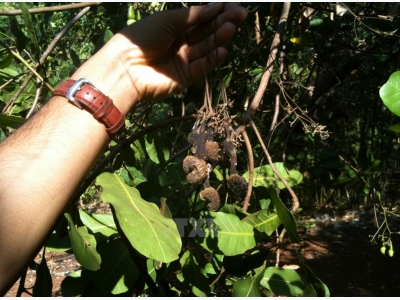 Cashew production forecast to drop nearly 20 percent in 2017