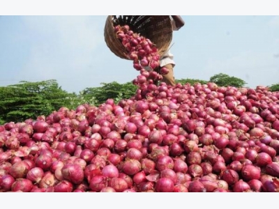 Onion Farming Information Guide