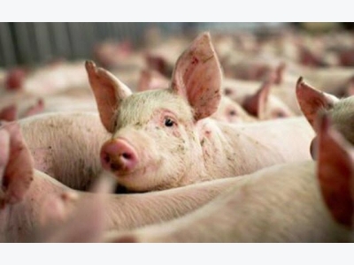 Pork export to China remains tough