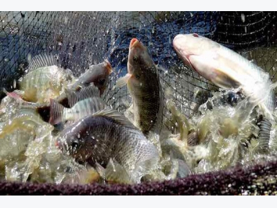 Đảm bảo kỹ thuật. an toàn thực phẩm đối với cơ sở nuôi cá rô phi