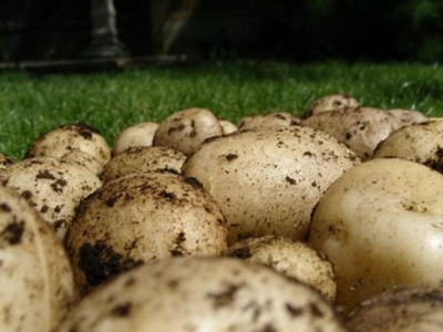 Growing Potatoes Successfully – Seed Potatoes