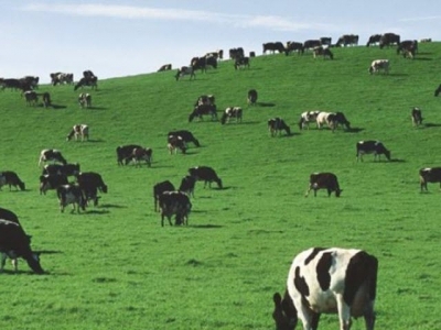 Earlier detection focus for tackling livestock disease