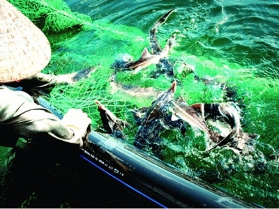 Binh Dinh Province: Industry promotion helps fisheries development