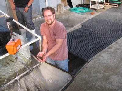 Comparing salinities in intensive, commercial-scale biofloc for Pacific white shrimp