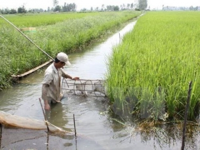 Mô hình luân canh lúa-tôm giúp nông dân vượt khó