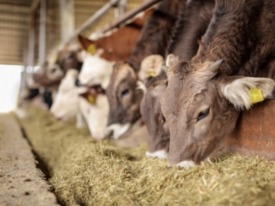 Feed efficient cows may use less energy in the rumen epithelium