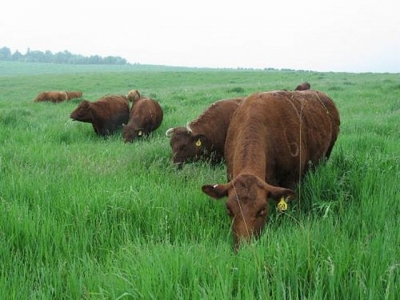 Chăn nuôi gia súc mùa nắng nóng