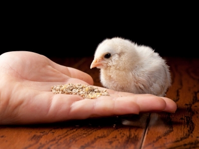 To feed or not to feed? The importance of early chick feeding