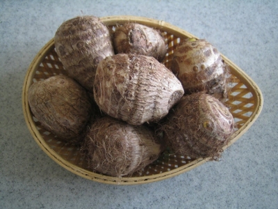 Kỹ thuật trồng và chăm sóc khoai sọ trong thùng xốp