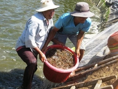 Prawn to be wild: Mekong giant river shrimp output up