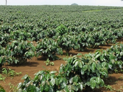 Liệu việc tăng hàm lượng CO2 có thực sự làm tăng sinh trưởng cây trồng?