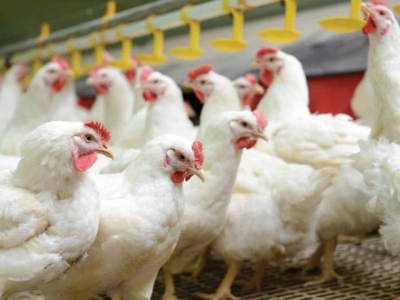 7 keys to antibiotic-free poultry production