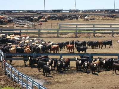 Canada sees multiple pathways to sustainable beef