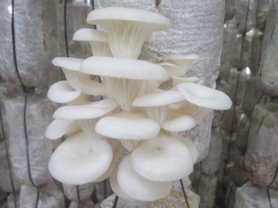 Kỹ thuật trồng nấm sò