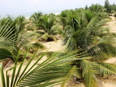 Trồng dừa xiêm - mô hình lý tưởng cho nông dân