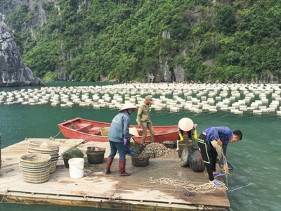 Tăng cường quản lý nuôi tôm, ngao trong thời điểm giao mùa