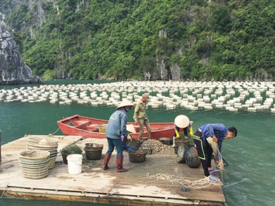 Tăng cường quản lý nuôi tôm, ngao trong thời điểm giao mùa