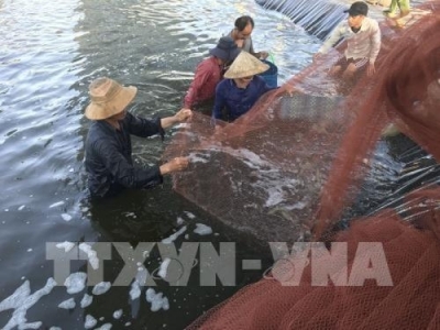 Giá tôm xuống thấp nhất trong vòng 5 năm qua