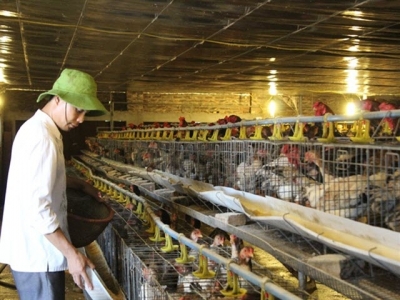 Áp dụng thụ tinh nhân tạo trong nhân giống gà Đông Tảo, lãi 70 - 80 triệu đồng/tháng