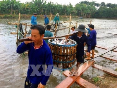 Tien Giang breeds more tra fish on alluvial areas