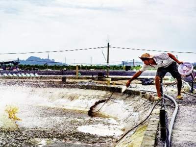 Phòng bệnh phân trắng giai đoạn chuyển mùa