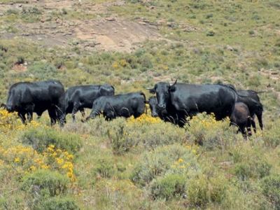 How to select a top-performing beef cow