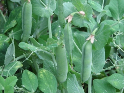 Expert Tips for Growing Peas – Growing Snap Peas
