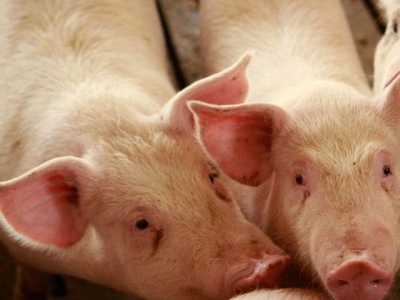 Dirty pigs need more dietary threonine
