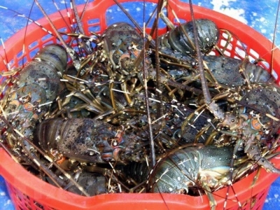 Measures sought to facilitate Vietnams shrimp export to US