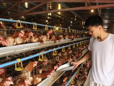 Đáng nể trang trại sản xuất trứng gà sạch, thu 2 tỷ đồng/năm