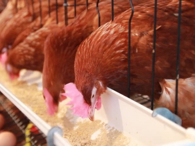 Latest advances in poultry health