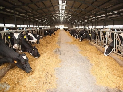 Benefits of fiber-degrading enzymes in dairy cow diets