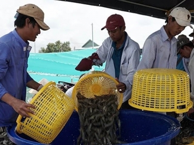Vietnams shrimp farming industry requires value chain links