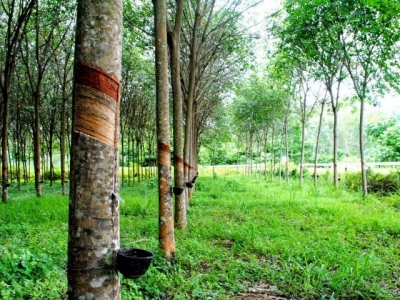Kỹ thuật trồng và chăm sóc cây cao su - Phần 1
