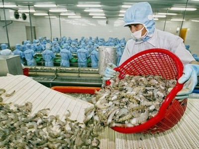 Việt Nam dominates Canadas shrimp market