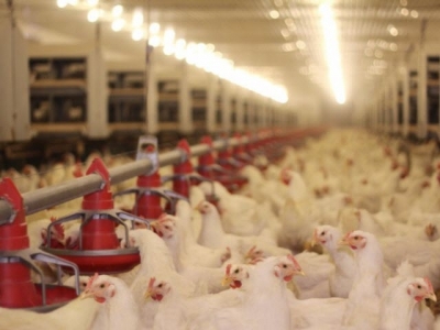 10 ideas that will change poultry nutrition and health