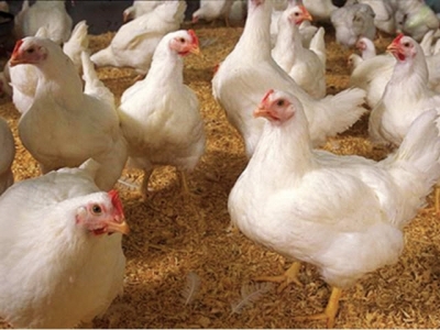 Các giống gà hướng thịt nhập nội