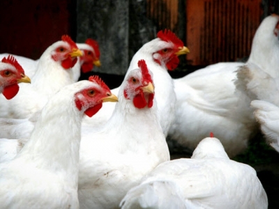 Inclusion of DDGS  in poultry diets