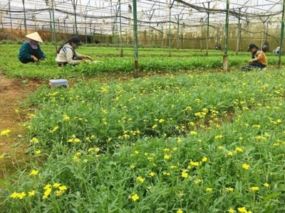 Netherlands wants to set up agricultural partnership with Can Tho